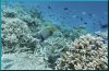 Angelfish_Emperor_DSCF0805_3.jpg