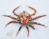 spidercrab.jpg