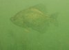 crappie.jpg