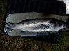 Bass13.5.12.JPG