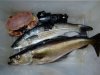 MixedCatch20.5.12.JPG