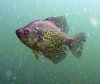 crappie 1.jpg