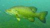 smallmouth1.jpg