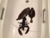 Lobster.jpg