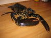 IMG_2480.jpg