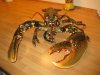 Lobster 1.jpg