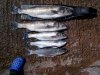 pic1 520.jpg