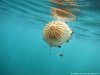 Compass jelly.JPG