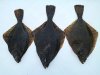 Flounder05_07_12.jpg