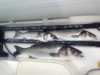 Boat Dive.jpg Boat Dive.jpg