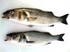 Bass27Jul12lo.jpg