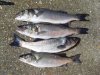 fish 011.jpg