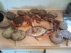 West Cork Seafood.jpg
