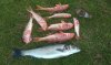 fish.jpg