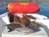 3lb 3oz Black Bream,4lb3oz Mullet,Plaice and 1 Flounder.jpg