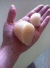 PB Scallop.jpg PB Scallop.jpg