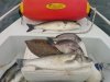 Bass,Black Bream,Mullet and Plaice Day.jpg