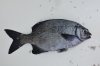 FISH_01FIN.jpg