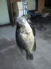 2012-08-27 Crappie.jpg