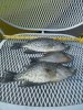 2012-08-27 Crappie2.jpg