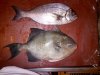IMG-20120911-00540.jpg