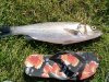 2012-09-08 Bass, Perelle.jpg
