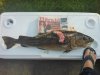 12lb Cod,.jpg