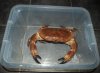 Crab.jpg