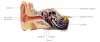 earanatomy.jpg