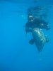 tigersharkleg049.jpg
