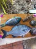 BAHAMA DAYS CATCH 014.jpg