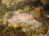 Grey sea slug 1.JPG