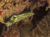 Green sea slug 1.JPG