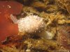 Cowrie 1.JPG