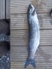100_1292.jpg