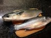 bassmullet.jpg