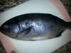 fish.jpg