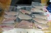 fish12.jpg