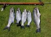 Bass 004 small.jpg