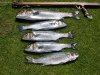 Bass 006small.jpg