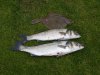 Bass 011 small.jpg
