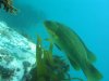 wrasse.JPG
