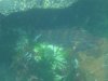 wrasse.JPG