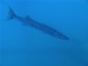 HATTERAS FALSE WAHOO.JPG