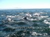deeper blue dolphin1.JPG