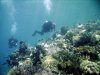 WakatobiIMG_0085Reef (Medium).jpg