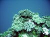 WakatobiIMG_0047Reef (Medium).jpg