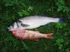 ek_4bass_2point3red14Nov05_.jpg