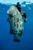 Grouper.jpg