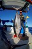tuna.jpg